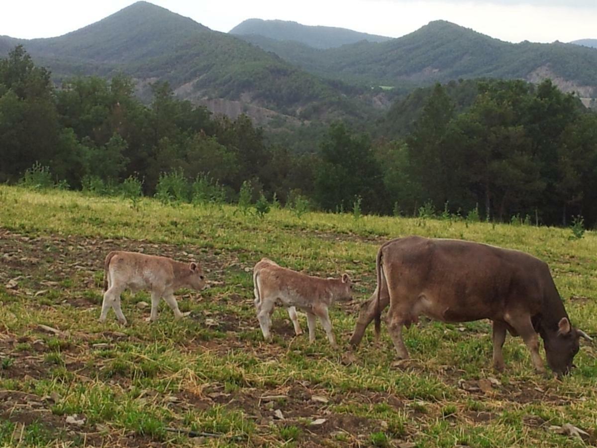 Penzion Casa Encuentra, En El Pirineo Al Lado De Ainsa El Pueyo de Araguás Exteriér fotografie